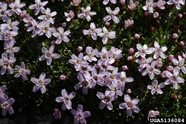 moss campion, Silene acaulis var. subacaulescens (Caryophyllales: Caryophyllaceae) - 5136084