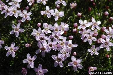 moss campion, Silene acaulis var. subacaulescens (Caryophyllales: Caryophyllaceae) - 5136086