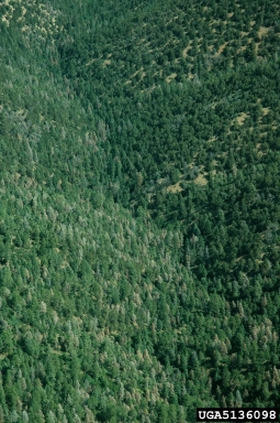 fir engraver (Scolytus ventralis ) on white fir (Abies concolor ) - 5136098