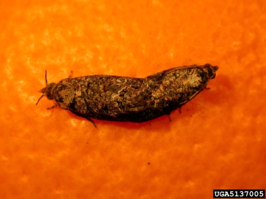 false codling moth (Thaumatotibia leucotreta ) on citrus (Citrus spp. ) - 5137005