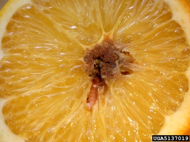 false codling moth (Thaumatotibia leucotreta ) on citrus (Citrus spp. ) - 5137019