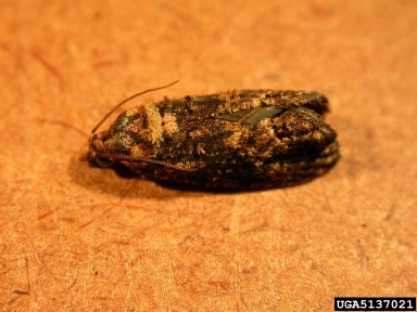 false codling moth (Thaumatotibia leucotreta ) on citrus (Citrus spp. ) - 5137021