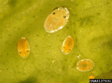 citrus psylla, Trioza erytreae  (Hemiptera: Psyllidae) - 5137031