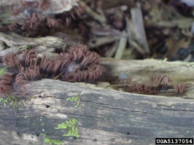 slime mold, Stemonitis fusca  (Stemonitales: Stemonitidaceae) - 5137054