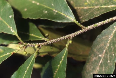 Japanese wax scale (Ceroplastes japonicus ) on laurel (Laurus spp. ) - 5137067