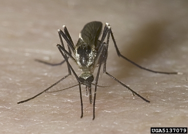 treehole mosquito, Aedes triseriatus  (Diptera: Culicidae) - 5137079