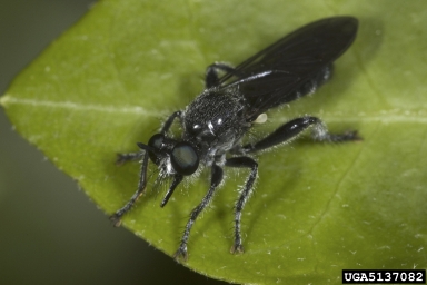 robber flies,    (Diptera: Asilidae) - 5137082