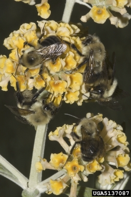 bumble bees, Bombus spp.  (Hymenoptera: Apidae) - 5137087