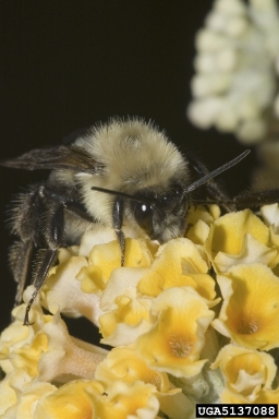 bumble bees, Bombus spp.  (Hymenoptera: Apidae) - 5137088