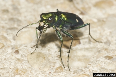 six-spotted tiger beetle, Cicindela sexguttata  (Coleoptera: Carabidae) - 5137093