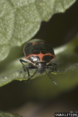 twice-stabbed stink bug, Cosmopepla lintneriana  (Hemiptera: Pentatomidae) - 5137096