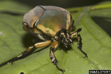 green June beetle, Cotinis nitida  (Coleoptera: Scarabaeidae) - 5137097