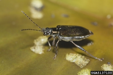 aquatic leaf beetles, Donacia spp.  (Coleoptera: Chrysomelidae) - 5137100