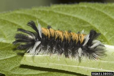 milkweed tussock moth, Euchaetes egle  (Lepidoptera: Arctiidae) - 5138001