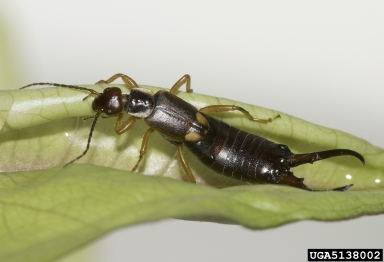 European earwigs, Forficula spp.  (Dermaptera: Forficulidae) - 5138002