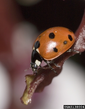 sevenspotted lady beetle, Coccinella septempunctata  (Coleoptera: Coccinellidae) - 5138004