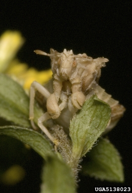 ambush bugs, Phymata spp.  (Hemiptera: Reduviidae) - 5138023