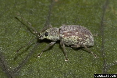 weevil, Polydrusus spp.  (Coleoptera: Curculionidae) - 5138025