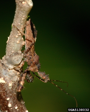 spined assassin bug, Sinea diadema  (Hemiptera: Reduviidae) - 5138032