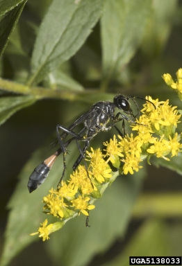Sphecid wasps, Podalonia spp.  (Hymenoptera: Sphecidae) - 5138033