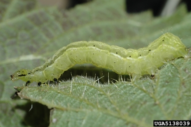 tomato looper, Chrysodeixis chalcites  (Lepidoptera: Noctuidae) - 5138039