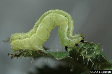 tomato looper, Chrysodeixis chalcites  (Lepidoptera: Noctuidae) - 5138040