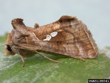 tomato looper, Chrysodeixis chalcites  (Lepidoptera: Noctuidae) - 5138041