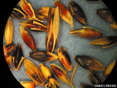 johnsongrass, Sorghum halepense  (Cyperales: Poaceae) - 5138046