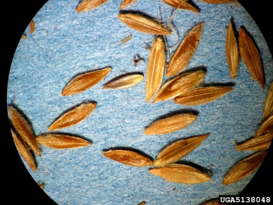 large crabgrass, Digitaria sanguinalis  (Cyperales: Poaceae) - 5138048