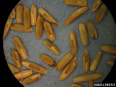 perennial ryegrass, Lolium perenne  (Cyperales: Poaceae) - 5138053