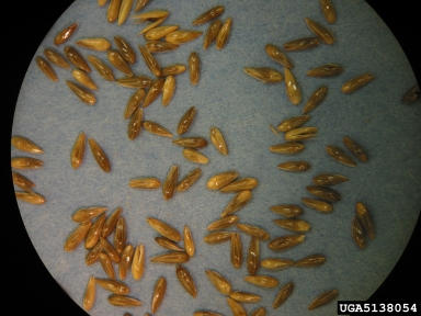 canarygrass, Phalaris spp.  (Cyperales: Poaceae) - 5138054