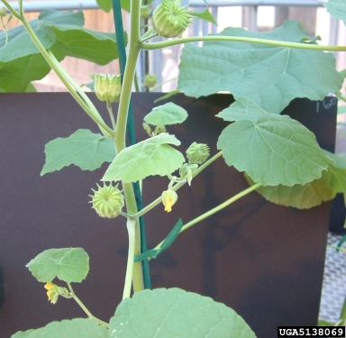 velvetleaf, Abutilon theophrasti  (Malvales: Malvaceae) - 5138069