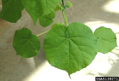velvetleaf, Abutilon theophrasti  (Malvales: Malvaceae) - 5138071