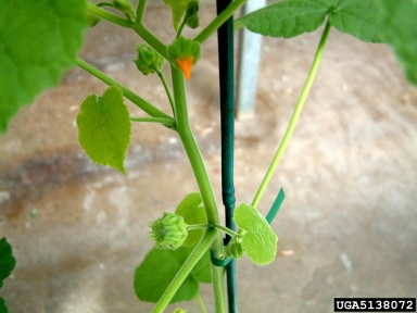 velvetleaf, Abutilon theophrasti  (Malvales: Malvaceae) - 5138072