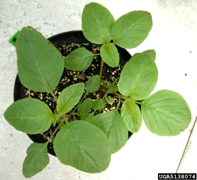 Powell amaranth, Amaranthus powellii  (Caryophyllales: Amaranthaceae) - 5138074