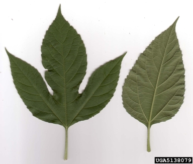 giant ragweed, Ambrosia trifida  (Asterales: Asteraceae) - 5138079