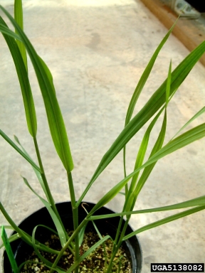 wild oat, Avena fatua  (Cyperales: Poaceae) - 5138082