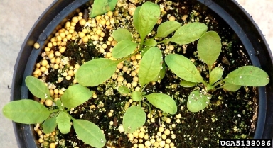 shepherd's-purse, Capsella bursa-pastoris  (Capparales: Brassicaceae) - 5138086