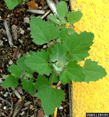 lambsquarters, Chenopodium album  (Caryophyllales: Chenopodiaceae) - 5138090