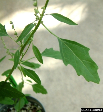 lambsquarters, Chenopodium album  (Caryophyllales: Chenopodiaceae) - 5138093