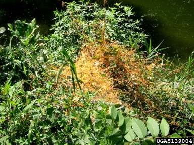 dodder, Cuscuta spp.  (Solanales: Cuscutaceae) - 5139004