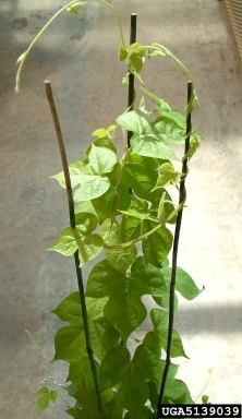 ivyleaf morningglory, Ipomoea hederacea  (Solanales: Convolvulaceae) - 5139039