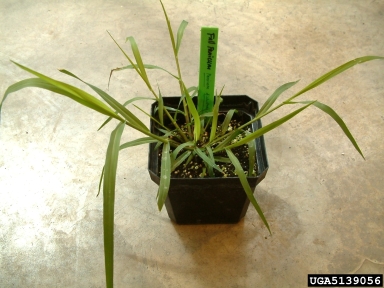 fall panicum, Panicum dichotomiflorum  (Cyperales: Poaceae) - 5139056