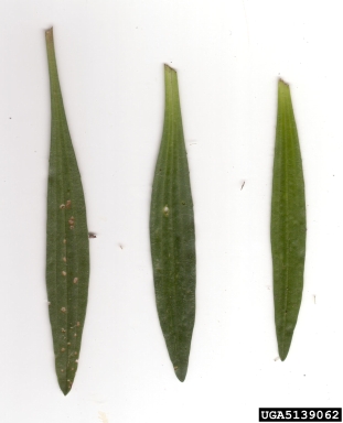 buckhorn plantain, Plantago lanceolata  (Plantaginales: Plantaginaceae) - 5139062