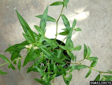 knotweed, Polygonum spp.  (Polygonales: Polygonaceae) - 5139075