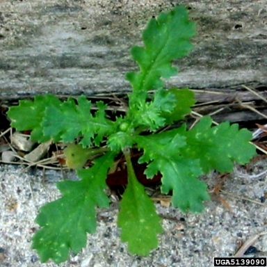 common groundsel, Senecio vulgaris  (Asterales: Asteraceae) - 5139090