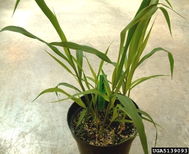 giant foxtail, Setaria faberi  (Cyperales: Poaceae) - 5139093