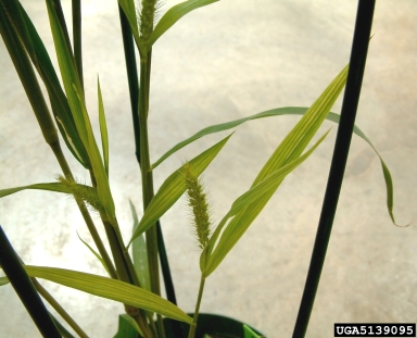 giant foxtail, Setaria faberi  (Cyperales: Poaceae) - 5139095