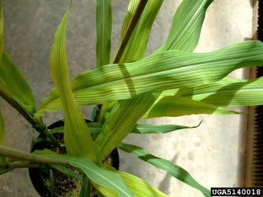 corn, Zea mays  (Cyperales: Poaceae) - 5140018