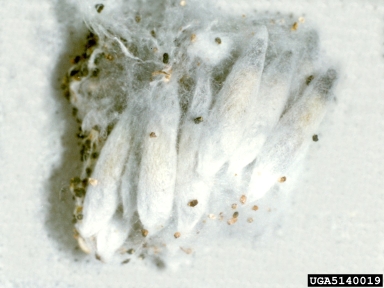 apple ermine moth, Yponomeuta malinellus  (Lepidoptera: Yponomeutidae) - 5140019
